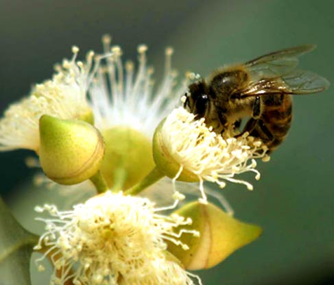 eucalyptus honey wholesale suppliers India,organic eucalyptus honey dealers Delhi,natural honey distributors Dubai
