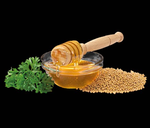 Mustard honey wholesale suppliers India,Indian honey dealers,Organic mustard honey distributors Dubai
