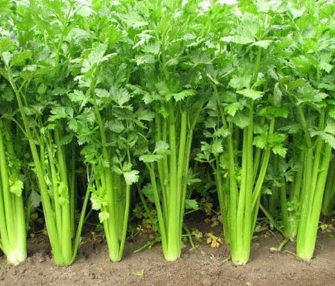 Ajmoda Wild Celery Seed  traders Delhi,Ajwain wholesalers Dubai,Carom seeds distributors India,Bishop's weed manufacturers & suppliers Delhi