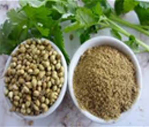 Coriander seed wholesale suppliers India,Dhaniya dealers Delhi,Dhania seed manufacturers & suppliers Dubai,Organic coriander traders India