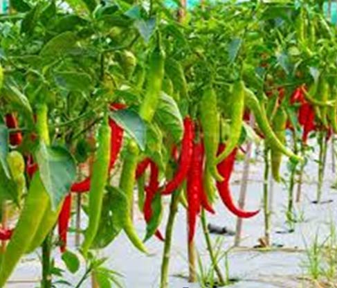 Indian dry red chilli distributors,Kashmiri red chilli wholesalers Delhi,Dry lal mirch  manufacturers & suppliers Dubai