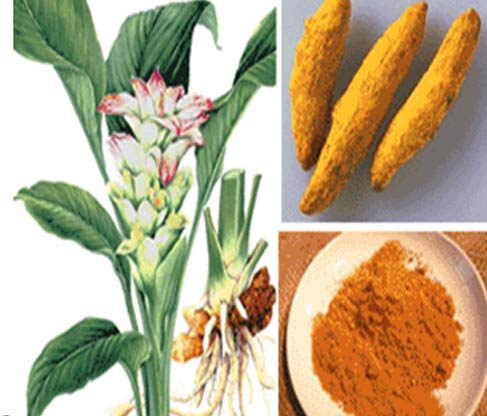 turmeric wholesale suppliers India,Raw turmeric roots dealers Delhi,Organic turmeric powder traders Dubai