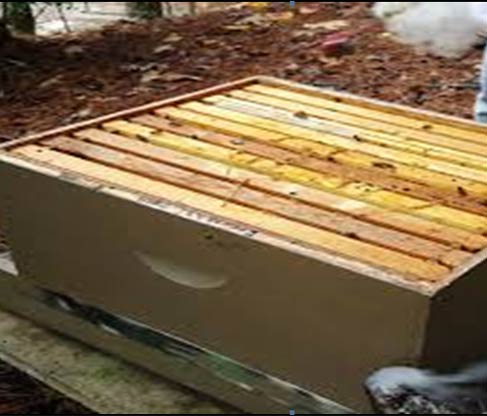 beekeeping equipment tools wholesale suppliers India,beehive distributors Delhi,bee keeping equipments dealers Dubai,bee hive manufacturers & suppliers India