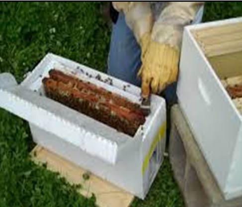 beekeeping equipment tools wholesale suppliers India,beehive distributors Delhi,bee keeping equipments dealers Dubai,bee hive manufacturers & suppliers India