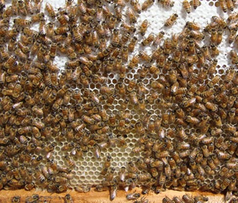 beekeeping equipment tools wholesale suppliers India,beehive distributors Delhi,bee keeping equipments dealers Dubai,bee hive manufacturers & suppliers India