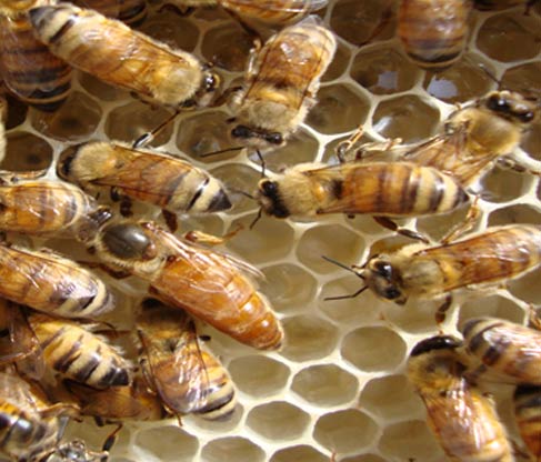 beekeeping equipment tools wholesale suppliers India,beehive distributors Delhi,bee keeping equipments dealers Dubai,bee hive manufacturers & suppliers India