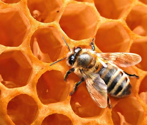 Beeswax wholesale suppliers India,bee wax distributors Delhi,honey bee wax dealers Dubai