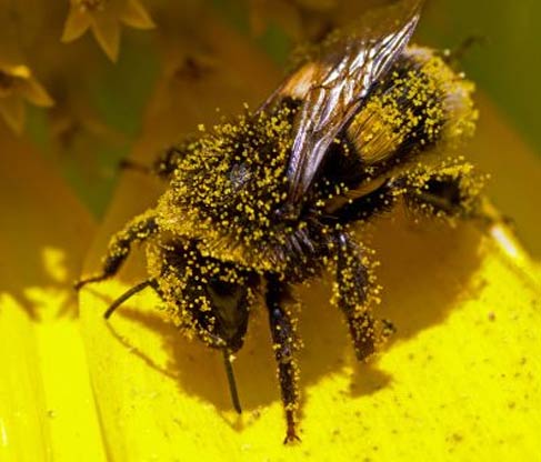 Natural bee pollen wholesale suppliers India,bee pollen distributors Delhi,,honey bee pollen dealers Dubai,pure natural bees pollen traders India