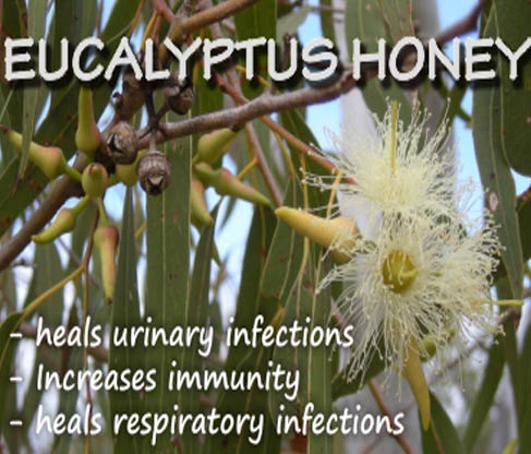 eucalyptus honey wholesale suppliers India,organic eucalyptus honey dealers Delhi,natural honey distributors Dubai