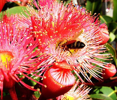 eucalyptus honey wholesale suppliers India,organic eucalyptus honey dealers Delhi,natural honey distributors Dubai