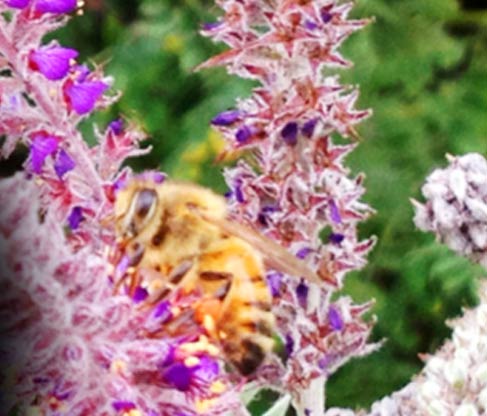 multi flora honey wholesale suppliers India,multi floral honey dealers Delhi,raw multifloral Honey distributors Dubai,organic multi flora honey manufacturers & suppliers Delhi