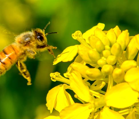 Mustard honey wholesale suppliers India,Indian honey dealers,Organic mustard honey distributors Dubai