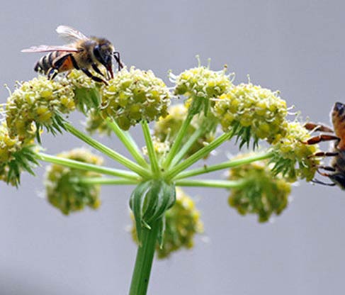 tulsi ajwain honey wholesale suppliers India,tulsi honey dealers Delhi,ajwain honey distributors Dubai,ajwain natural honey manufacturers & suppliers India