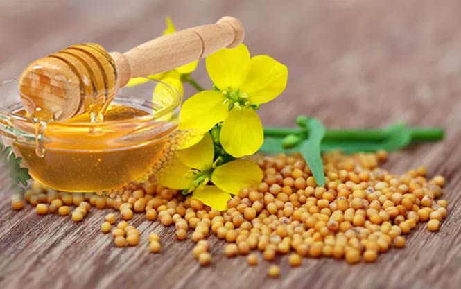 natural bee pollen wholesale suppliers India,propolis dealers Delhi,bee wax traders Dubai,royal jelly distributors India,bee keeping equipments wholesalers Delhi