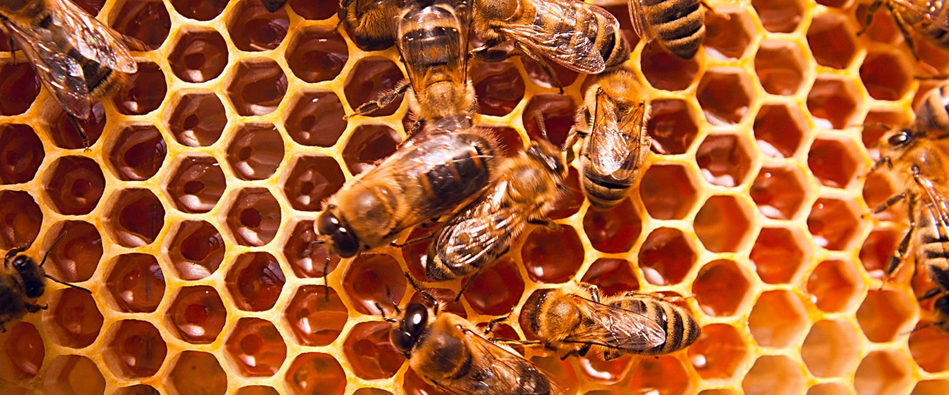 red chilli wholesale suppliers India,turmeric dealers Delhi,coriander traders Dubai,cumin seed distributors India,clove wholesalers Delhi,cinnamon manufacturers & suppliers Dubai,tamarind wholesale suppliers India,bay leaf dealers Delhi