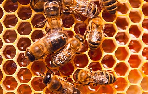 red chilli wholesale suppliers India,turmeric dealers Delhi,coriander traders Dubai,cumin seed distributors India,clove wholesalers Delhi,cinnamon manufacturers & suppliers Dubai,tamarind wholesale suppliers India,bay leaf dealers Delhi