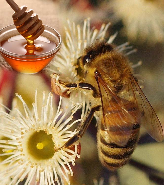 dry ginger wholesale suppliers India,pepper dealers Delhi,green cardamom traders Dubai,fenugreek distributors India,fennel seed wholesalers Delhi,
                         celery seed manufacturers & suppliers Dubai,garlic traders Dubai,seasame seed distributors India