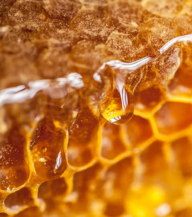 red chilli wholesale suppliers India,turmeric dealers Delhi,coriander traders Dubai,cumin seed distributors India,clove wholesalers Delhi,cinnamon manufacturers & suppliers Dubai,tamarind wholesale suppliers India,bay leaf dealers Delhi