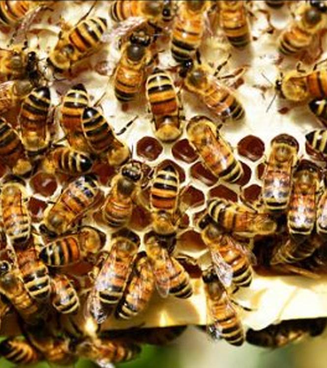 dry ginger wholesale suppliers India,pepper dealers Delhi,green cardamom traders Dubai,fenugreek distributors India,fennel seed wholesalers Delhi,celery seed manufacturers & suppliers Dubai,garlic traders Dubai,seasame seed distributors India