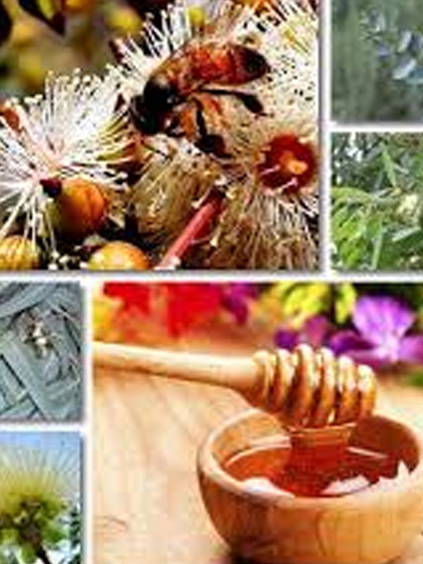 jamun honey wholesale suppliers India,organic jamun honey dealers Delhi,natural jamun honey distributors Dubai